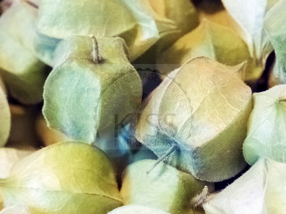 Crop of tomatillos - IMG_7511