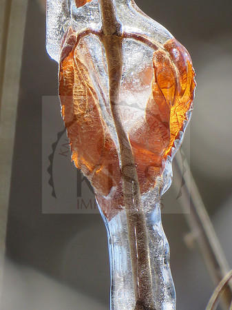Ice covered leaves - IMG_7215