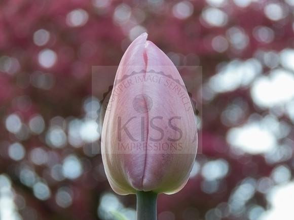 Tulip bud - IMG_6607