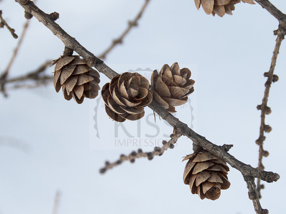 Larch cones - IMG_5206
