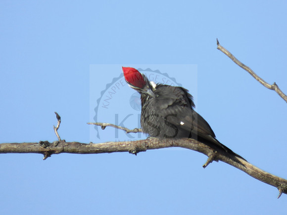 Pileated woodpecker - IMG_1690