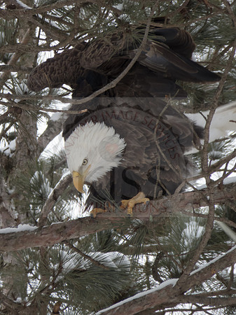 Bald eagle - IMG_2147