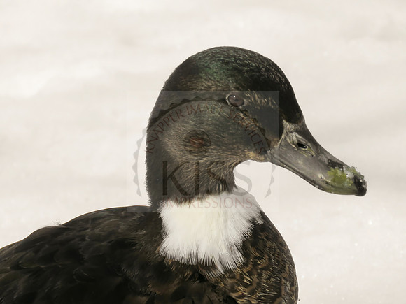 Tuxedo duck