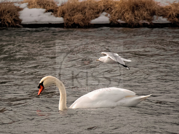 Mute swan with flyover gull - IMG_4199