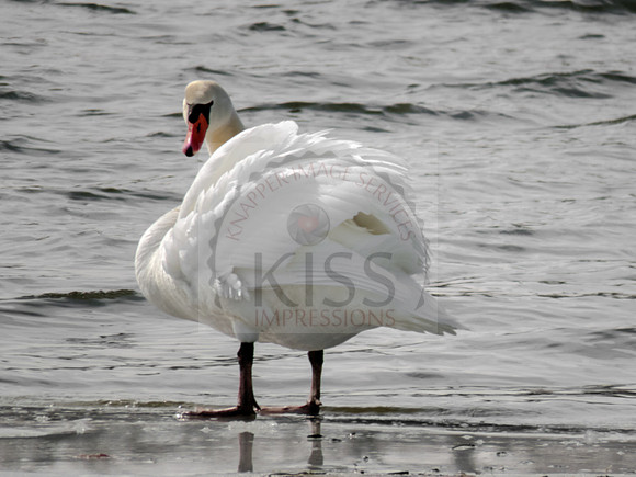 Mute swan portrait - IMG_4036