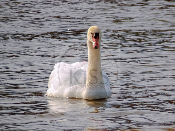 Mute swan floating - IMG_4166