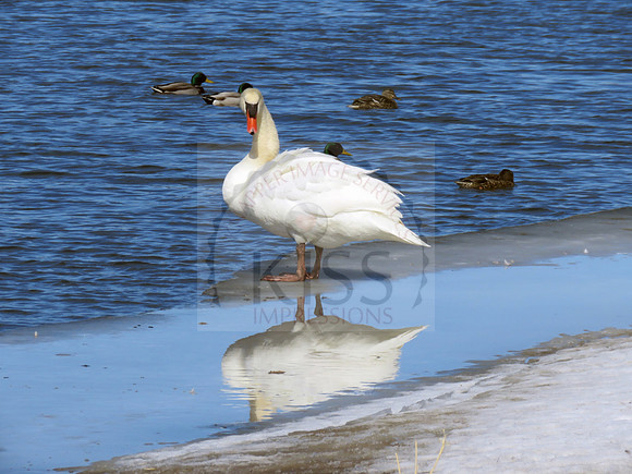 Mute swan reflection 2 - IMG_3847