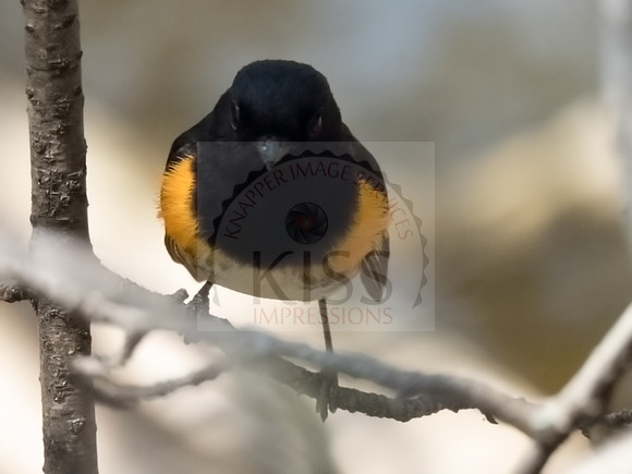 American redstart - IMG_0607