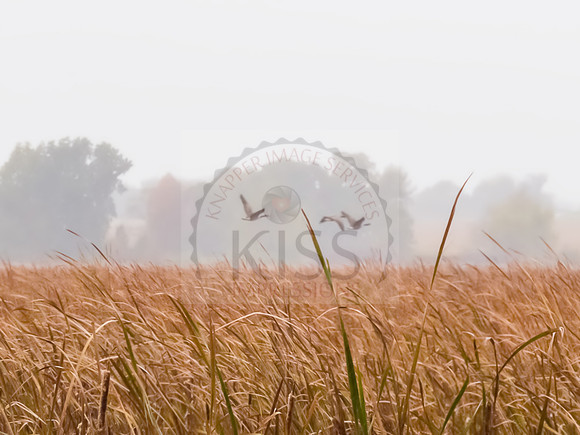Foggy marsh - IMG_2760