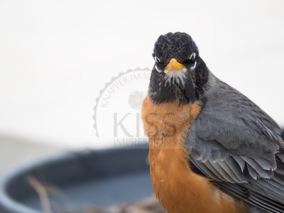 You looking at me?
