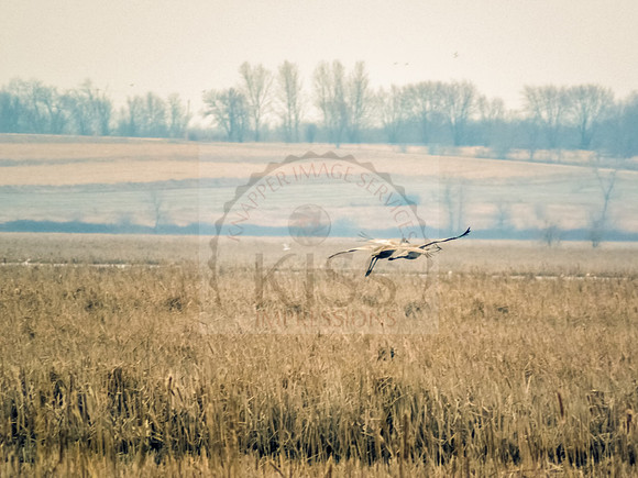 Crane flyover.