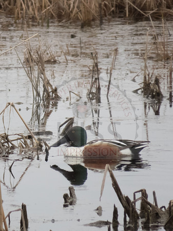 duck pond