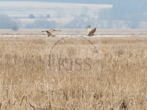 Sandhill cranes flying - IMG_5179