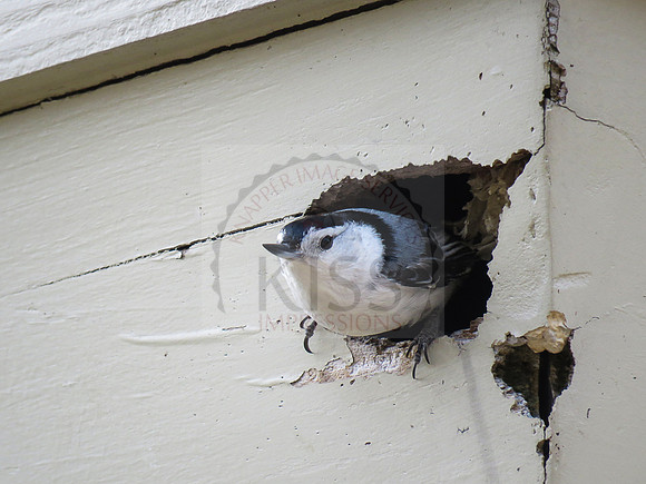 Nuthatch - IMG_7162