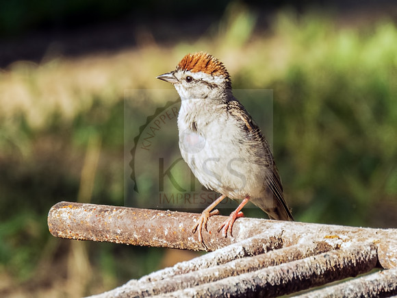 American tree sparrow - IMG_6152
