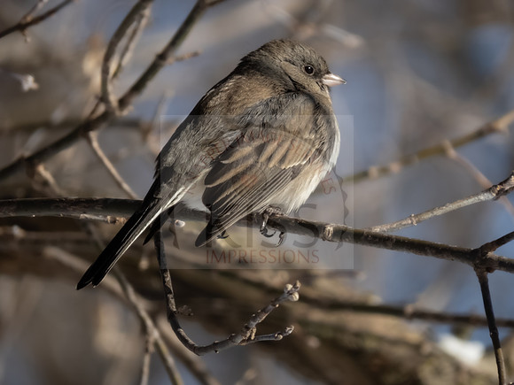 New World Sparrow