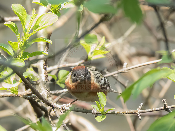 Bay-breasted warbler - IMG_9665