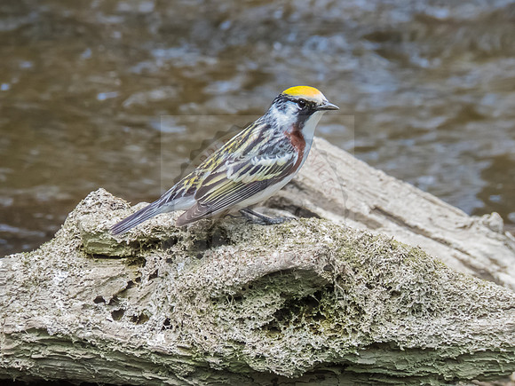 Chestnut-sided warbler - IMG_0115