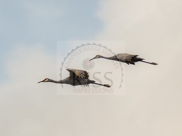 Southbound Cranes