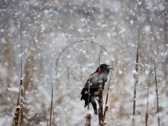 Spring snowfall