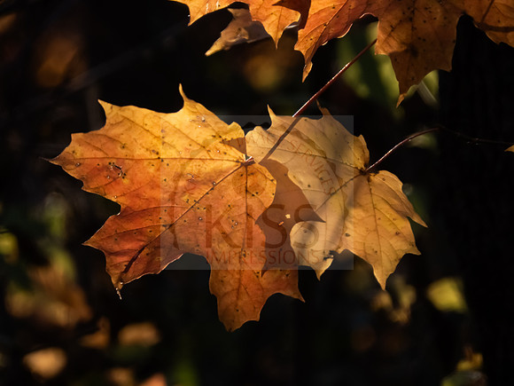 Five golden leaves - IMG_0899
