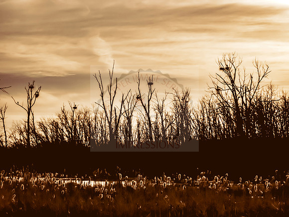 Great blue heron rookery - IMG_2128