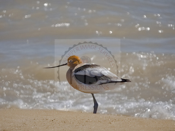 American avocet - IMG_0488