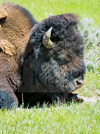 American plains bison profile - IMG_3429