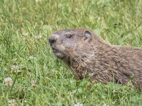 Muskrat versus Ground Hog