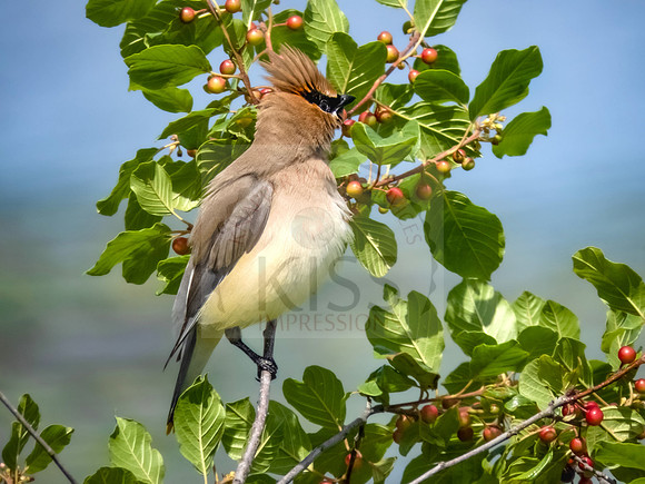 Cedar waxwing - IMG_6812