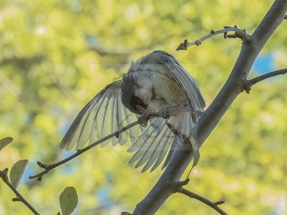 Chicadee wingspread