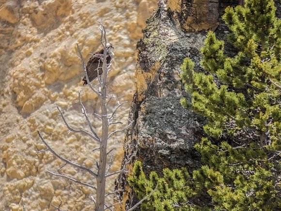 Osprey - IMG–3948
