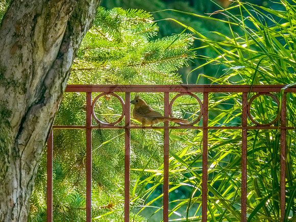 Yard decoration bird.