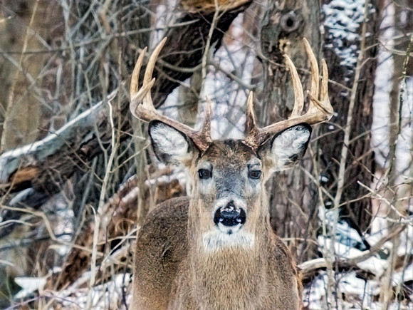 Stag in snow.