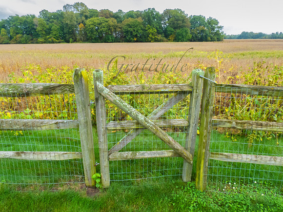 Gratitude Inspiration - IMG_0844