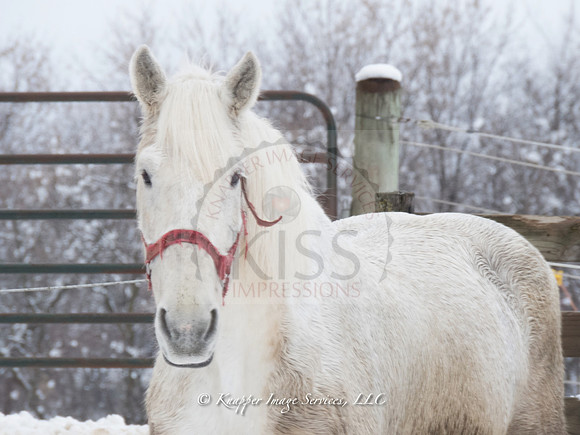 White percheron - IMG_4919