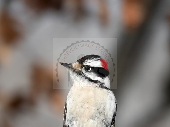 Woodpecker pose.