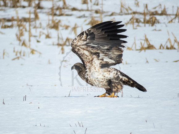 Juvenile bald eagle - IMG_5250
