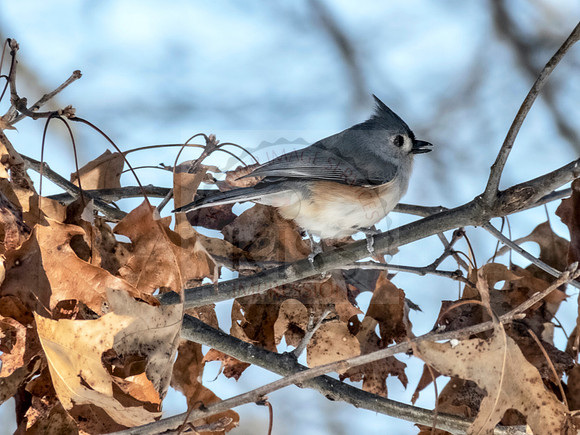 Titmouse camouflage