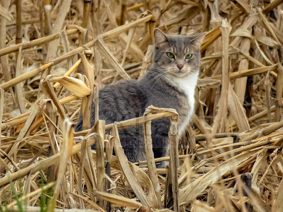 Hunting cat