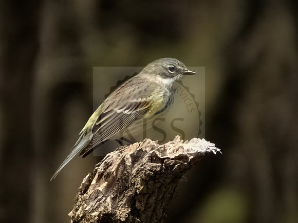 Butter butt perched on tree.
