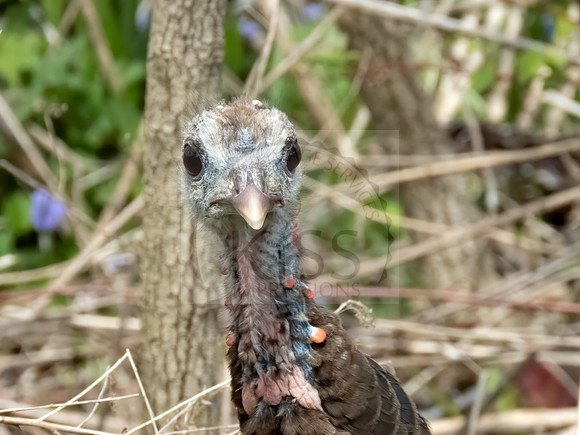 You lookin' at me?