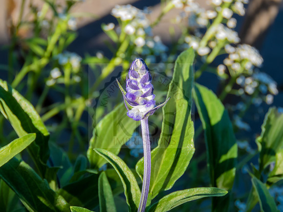 Mealycup sage