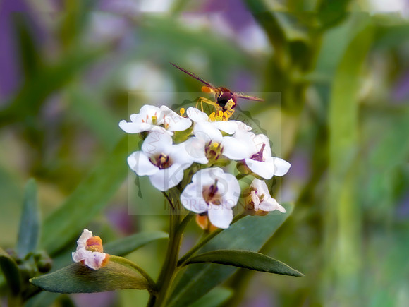 Hover fly