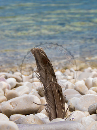 Feather on shoreline - IMG_4965