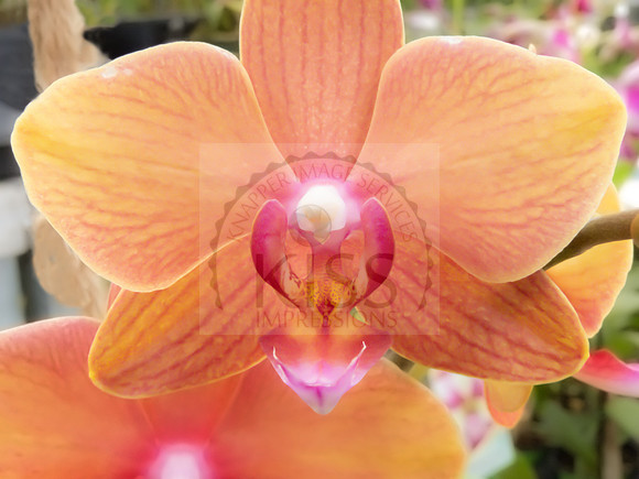 Orchid orange macro - IMG_8539