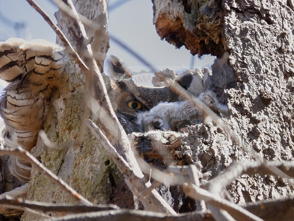 Great horned owl and owlet - IMG_0804