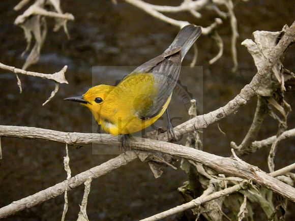 Prothonotary warbler - IMG_4700