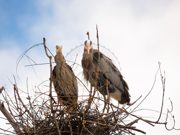 Blue heron couple - IMG_0181