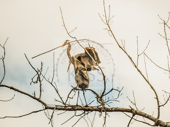 Blue heron neck hook - IMG_0299